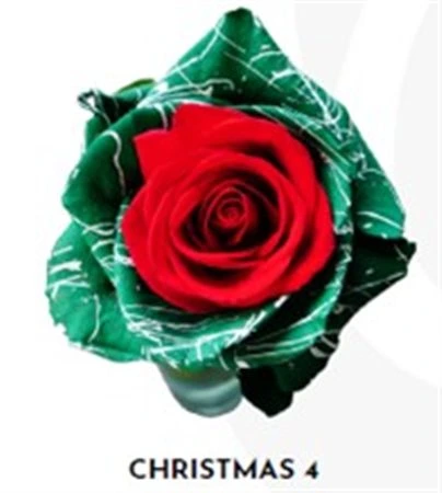 Ruža farbená Xmas 4, Ekvádor 50 cm