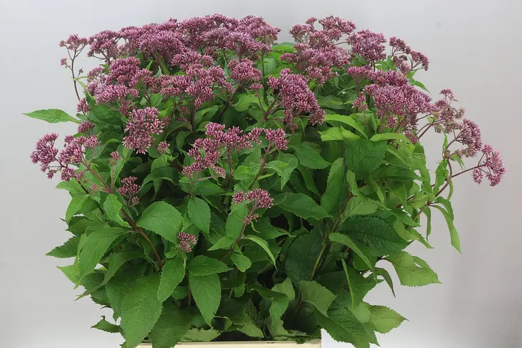 Eupatorium Ma Atropurpureum 90 cm