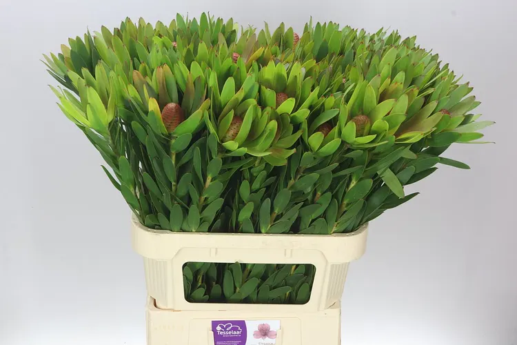 Leucadendron Ayoba Sky 80 cm