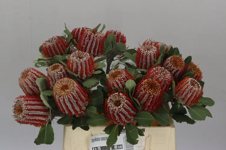 Banksia Coccinea 40 cm