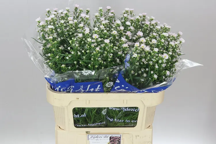 Aster Claudia 75 cm