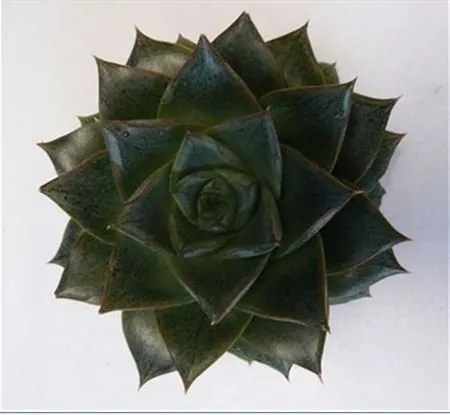 Echeveria Pupurea Cutflowers 10 cm