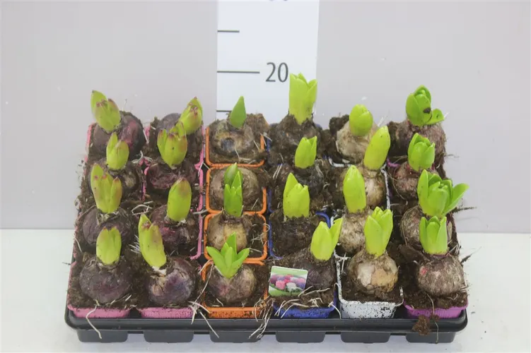 Hyacinthus Gemengd 1pp črepník 7 cm