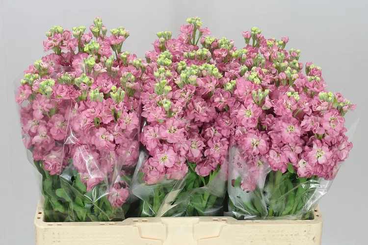 Matthiola Rose Pink 55 cm