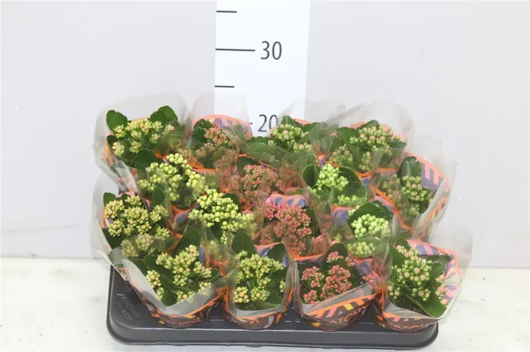Kalanchoe Calandiva Mix črepník 8 cm