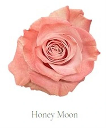 Ruža farbená Honey Moon, Ekvádor 50 cm