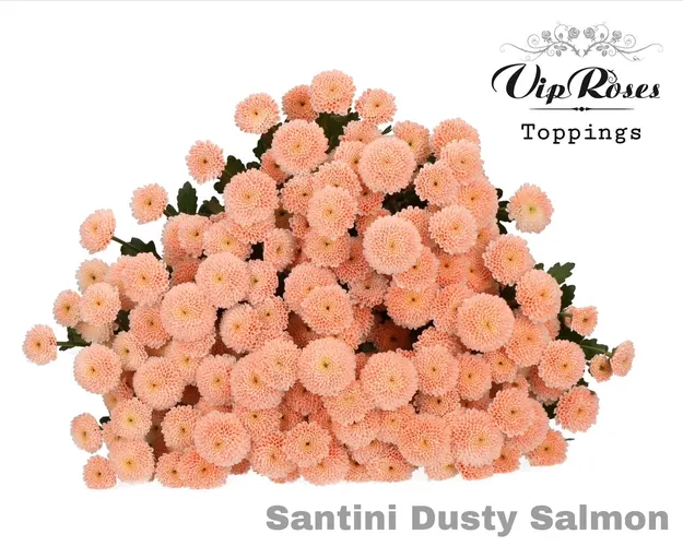 Chryzantéma santini Dusty Salmon 55 cm