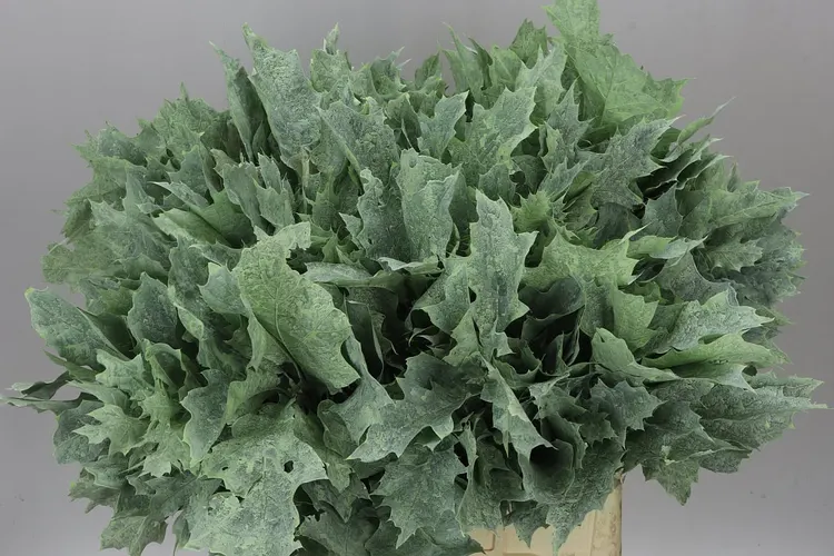 Quercus Rubra Green 20st 60 cm