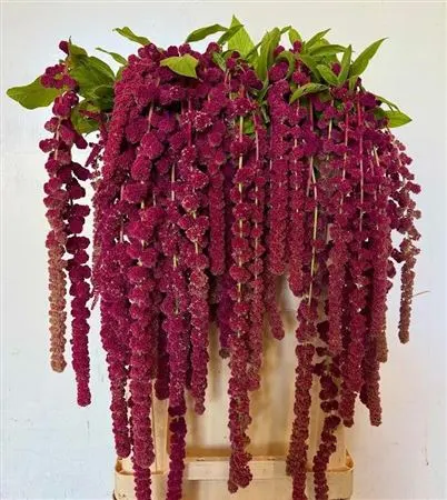 Amaranthus Ca Rosary 80 cm