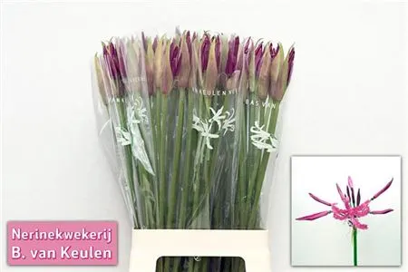 Nerine Bo Mister Nick 70 cm