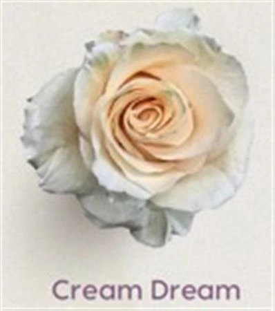 Ruža farbená Cream Dream, Ekvádor 50 cm