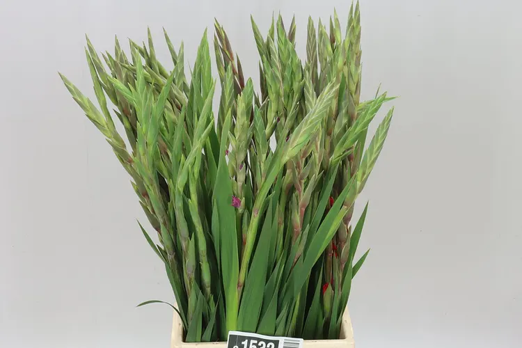 Gladiolus Kl Mixed 65 cm