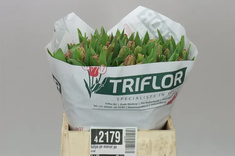 Tulipán papagájový Marvel Parrot 40 cm