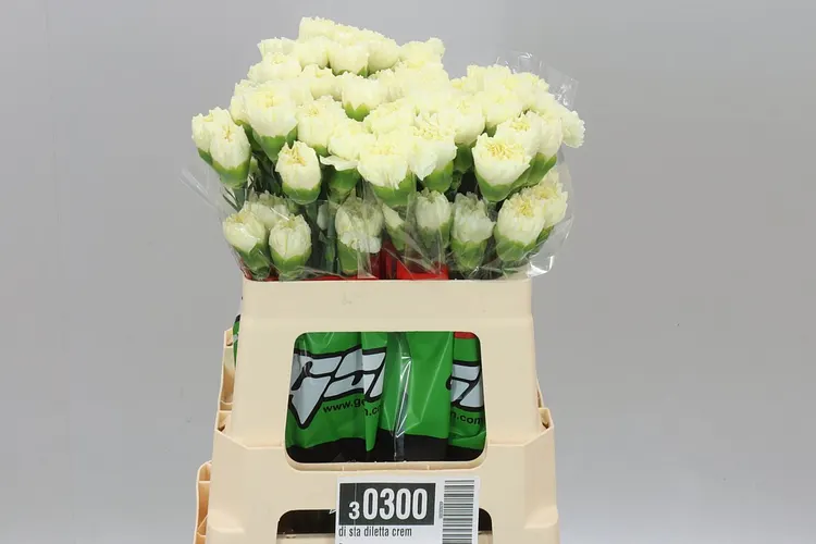 Karafiát Diletta Creme 55 cm