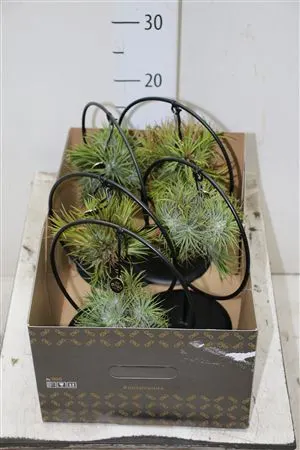 Tillandsia Overig