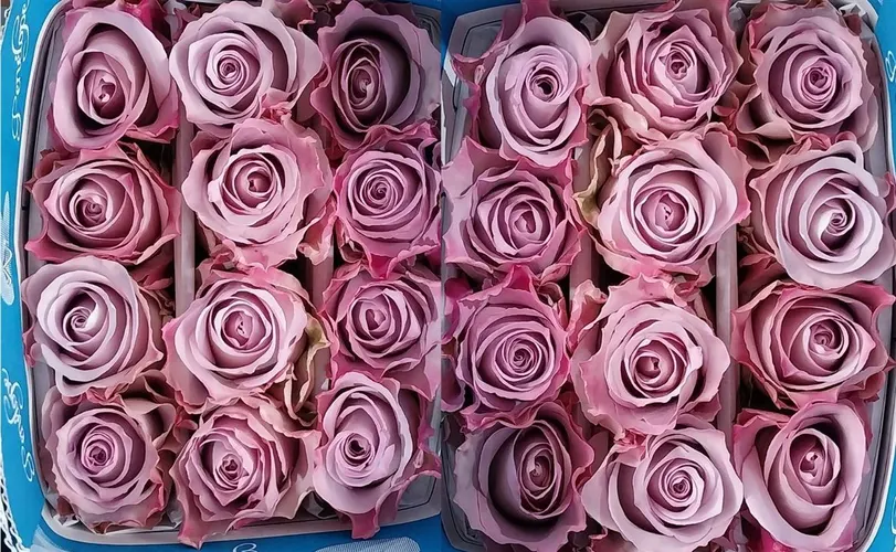Rosa Gr Ec Star Platinum 60 cm