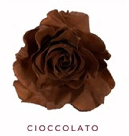 Ruža farbená Cioccolato, Ekvádor 50 cm