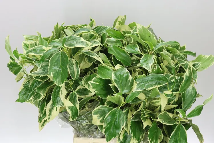 Brečtan Leaf 55 cm