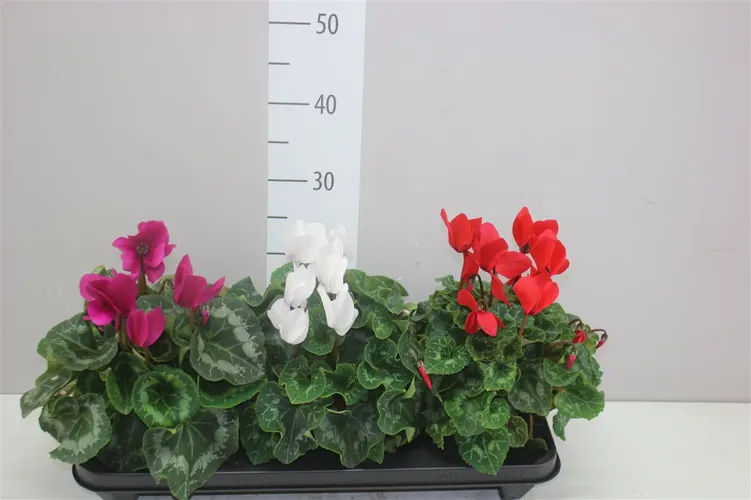 Cyklámen veľkokvetý S S Xl mix črepník 13 cm