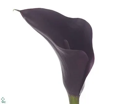 Zant Odessa 45 cm
