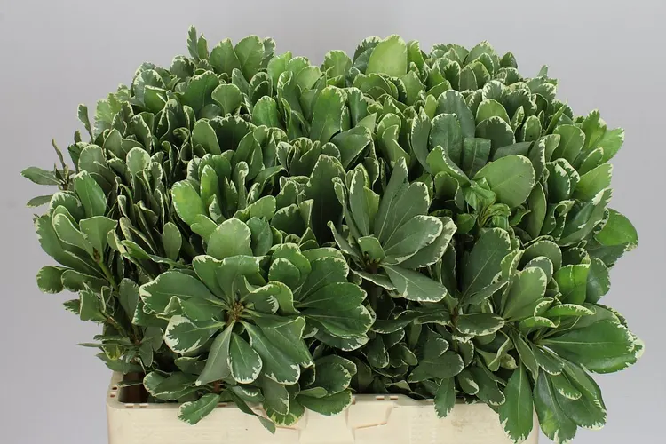Pittosporum Ilan 60 cm