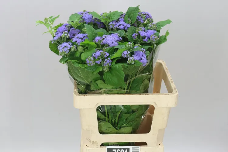 Ageratum Blue Planet 60 cm