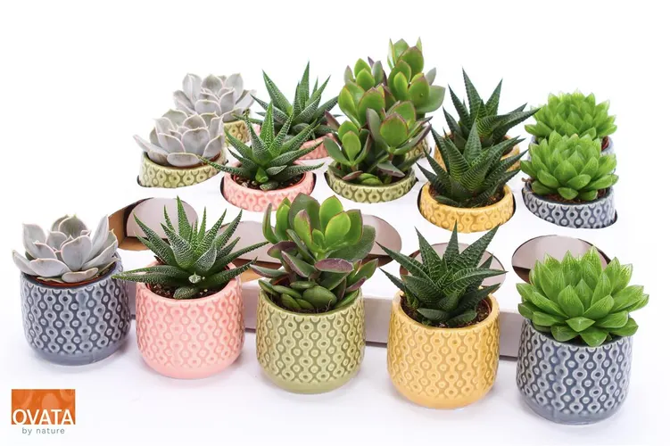 Succulenten Gemengd In Sao Paolo črepník 7 cm