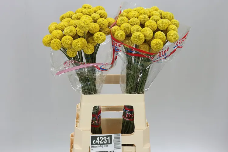Craspedia Big Yellow 65 cm