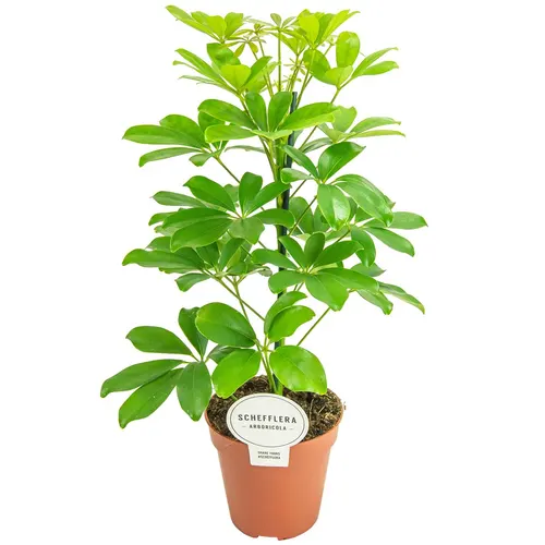 Šeflera (Schefflera)