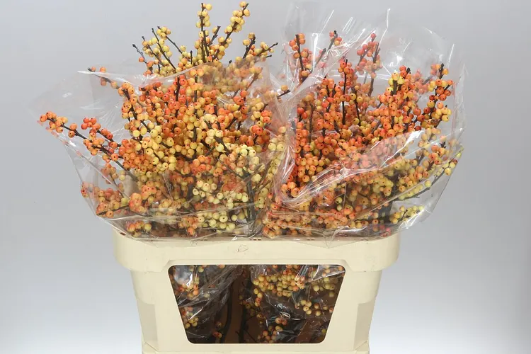 Ilex Cresgold 80 cm