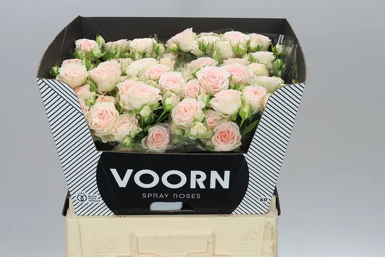 Rosa Tr Sweet Sofie X5 60 cm