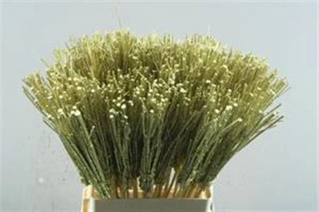 Stems Gold+gl, sušené 65 cm
