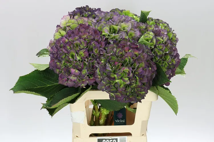 Hortenzia Verena Green Purple Classic 65 cm