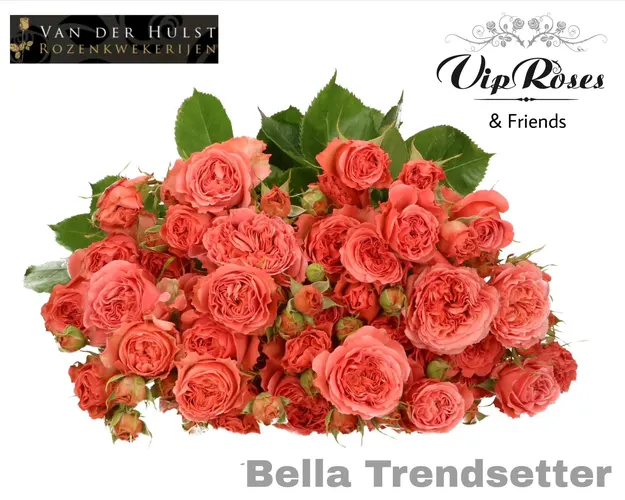 R Tr Bella Trendset (vd Hulst) 70 cm