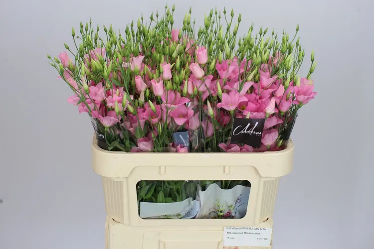 Eust En Botanic Pink 72 cm