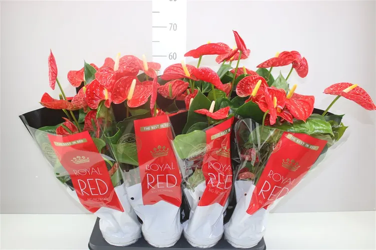 Anth An Madural črepník 14 cm