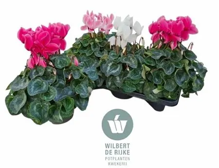 Cyclamen Gr Super Mammoth Gemengd črepník 17 cm