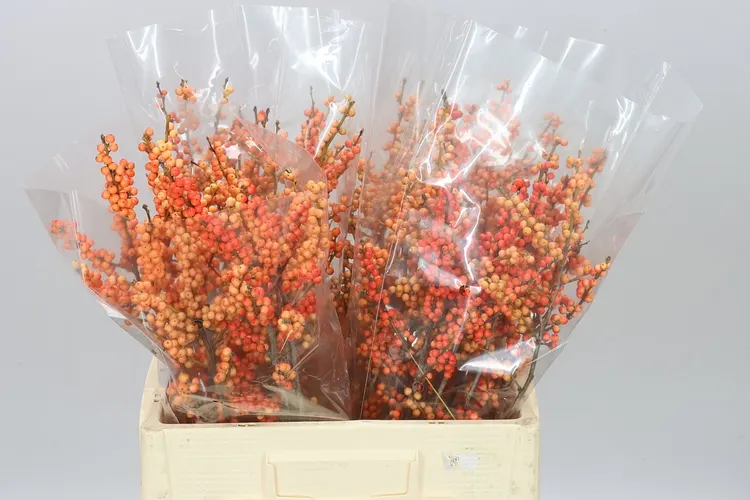 Ilex Daydream 60 cm