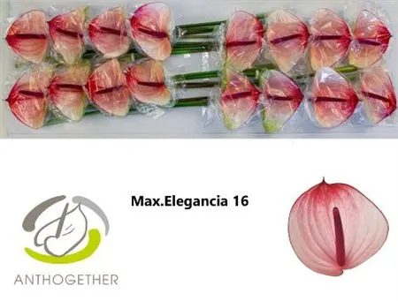 Anth Maxima Elegance