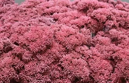 Sedum Painted Pink Pale 55 cm