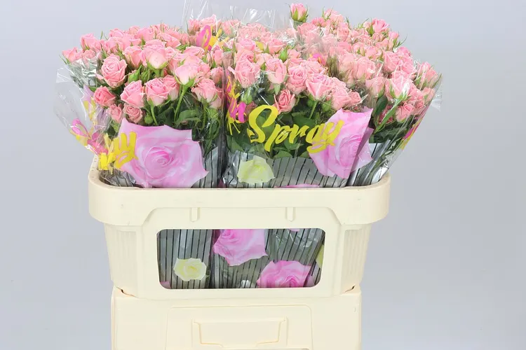 Rosa Tr Odilia 70 cm