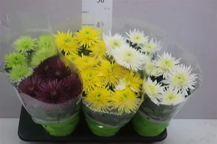 Chrysanth Anastasia Gemengd črepník 15 cm