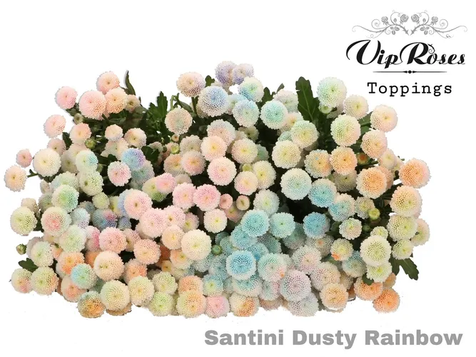 Chryzantéma santini Dusty Rainbow 55 cm
