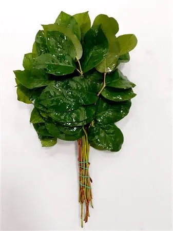 Salal Baby 30 cm