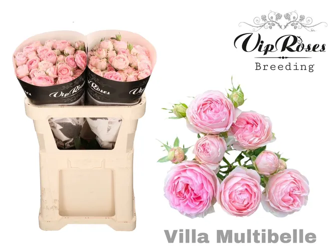 R Tr Villa Multibelle 70 cm