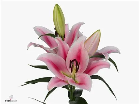 Lil Or Frontera 85 cm