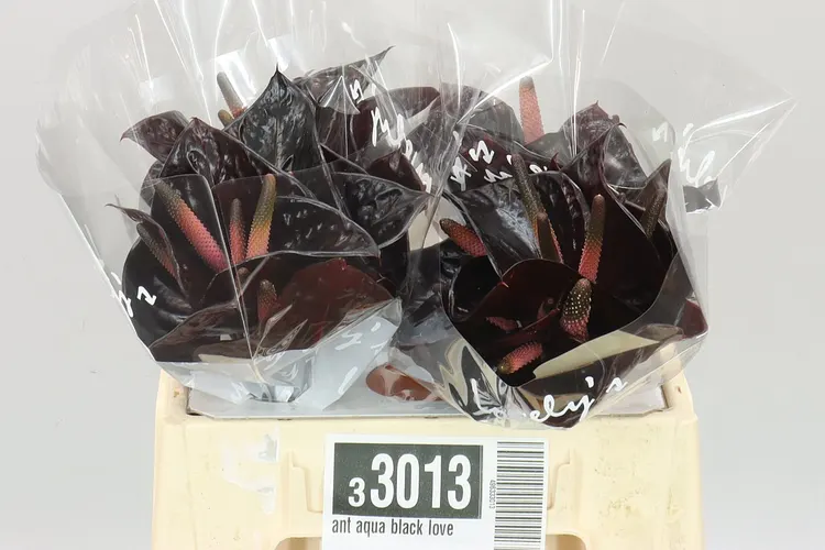 Ant Aqua Black Love 40 cm