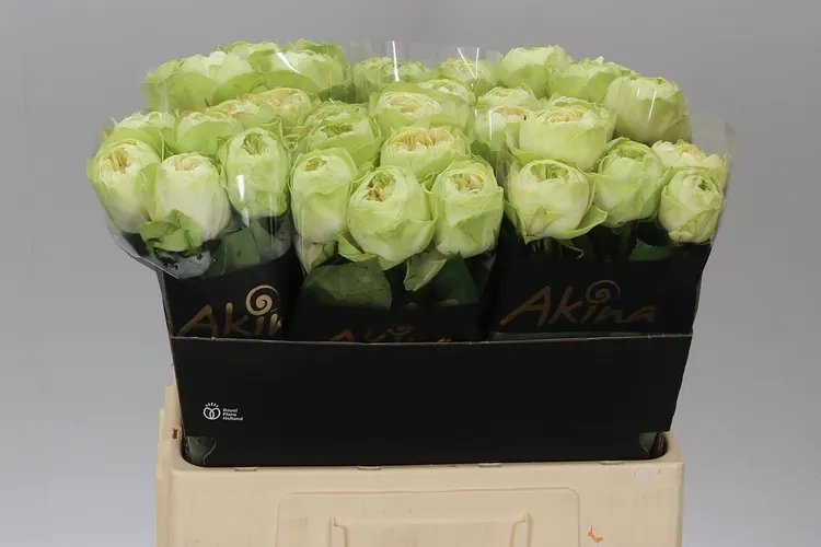 Ruža White Kahala 60 cm
