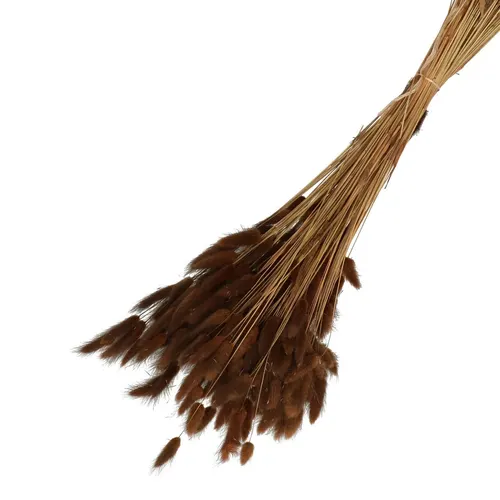 Sušený kvet Lagurus hnedá 65 cm