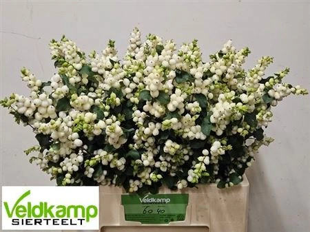 Symphoricarpos Lemon Lime 60 cm